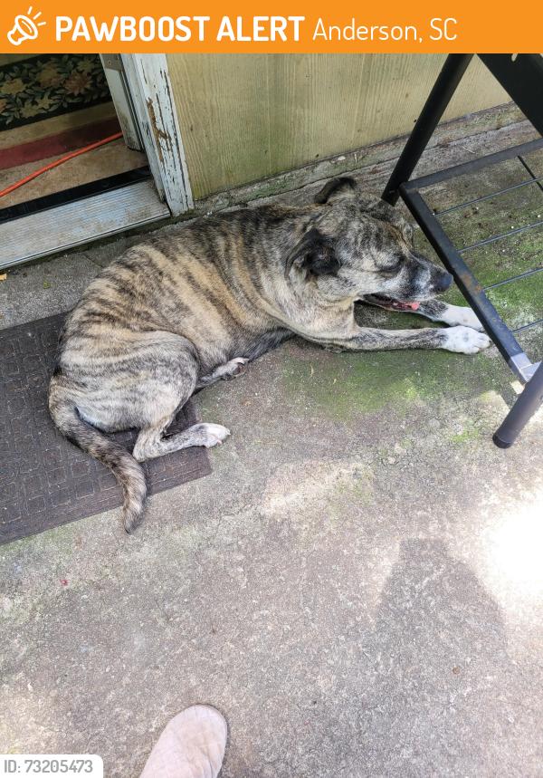 Found/Stray Female Dog last seen Anderson, SC, Anderson, SC 29622