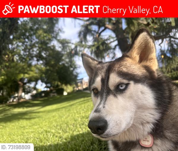 Lost Female Dog last seen Noble st and Vineland st, Cherry Valley, CA 92223
