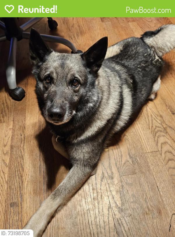Reunited Male Dog last seen McDonald and Marsha, Bakersfield, CA 93309
