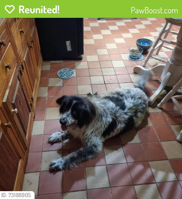 Reunited Male Dog last seen Horseshoe gap village, Hendersonville, NC 28792