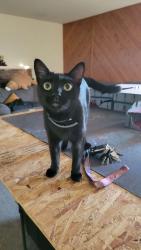 Reunited Male Cat last seen clbh lane and Middlecoff Drive, Huntington Beach, CA 92649