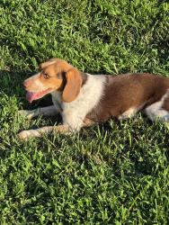 Reunited Female Dog last seen Westmoreland creek rd, Westmoreland, TN 37186