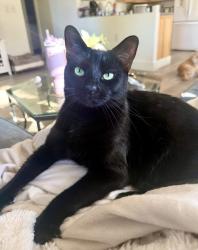 Reunited Male Cat last seen Ridgecrest, Largo, FL 33778