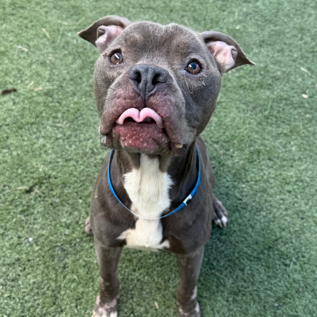 Shelter Stray Male Dog last seen , 2350 Appling City Cove, Memphis, TN 38133, USA