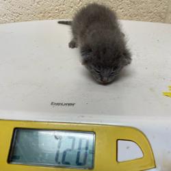 Shelter Stray Male Cat last seen , 2350 Appling City Cove, Memphis, TN 38133, USA