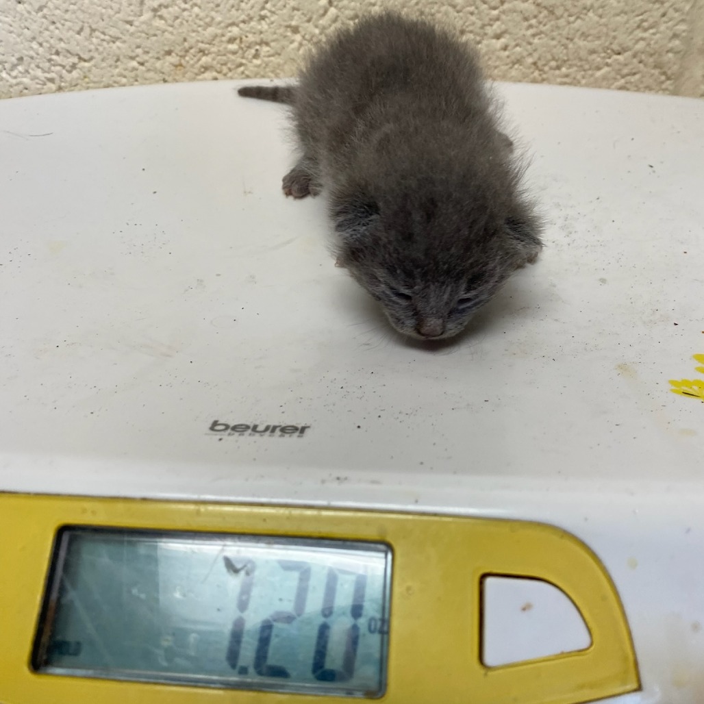 Shelter Stray Male Cat last seen , 2350 Appling City Cove, Memphis, TN 38133, USA