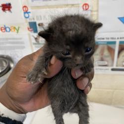 Shelter Stray Unknown Cat last seen , 2350 Appling City Cove, Memphis, TN 38133, USA