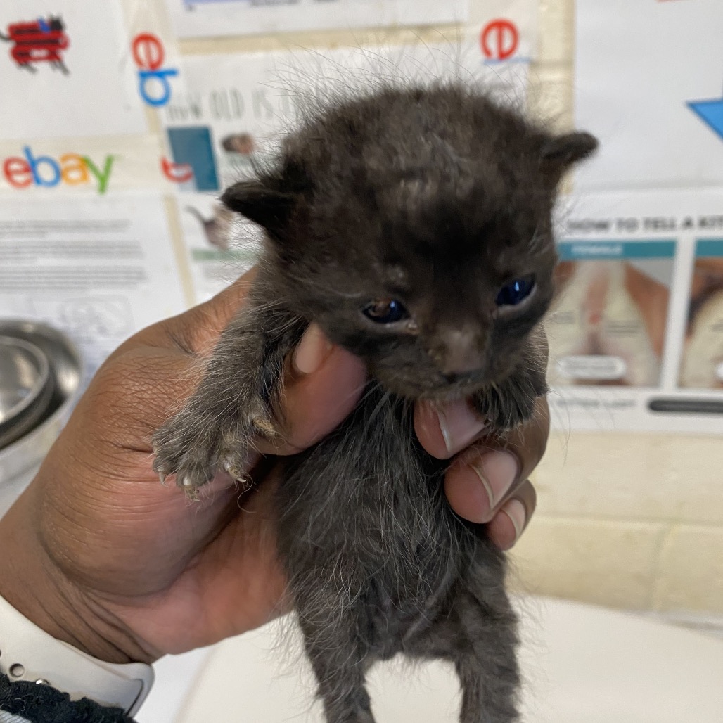 Shelter Stray Unknown Cat last seen , 2350 Appling City Cove, Memphis, TN 38133, USA