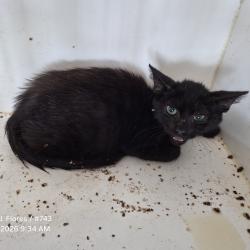 Shelter Stray Male Cat last seen , 1109 Moore Ave, Portland, TX 78374, USA
