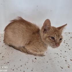 Shelter Stray Female Cat last seen , 1109 Moore Ave, Portland, TX 78374, USA