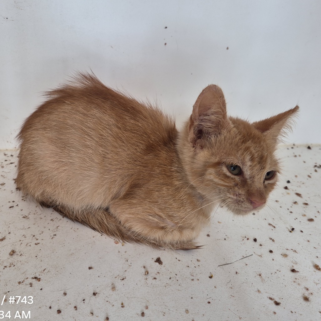 Shelter Stray Female Cat last seen , 1109 Moore Ave, Portland, TX 78374, USA