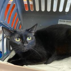 Shelter Stray Female Cat last seen , 2350 Appling City Cove, Memphis, TN 38133, USA