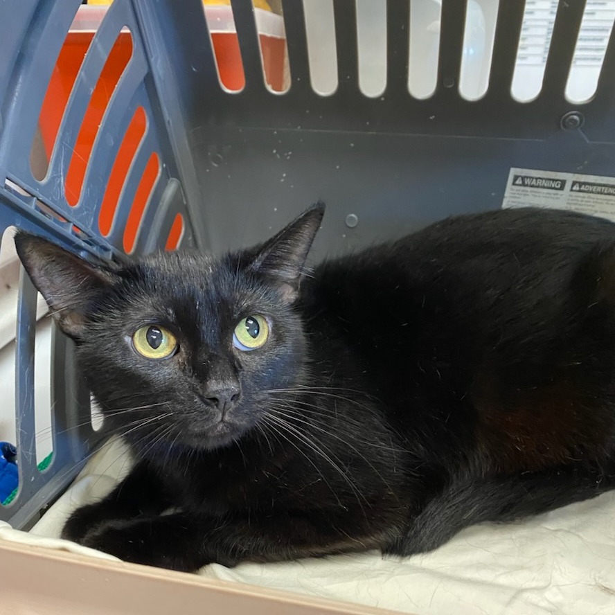 Shelter Stray Female Cat last seen , 2350 Appling City Cove, Memphis, TN 38133, USA