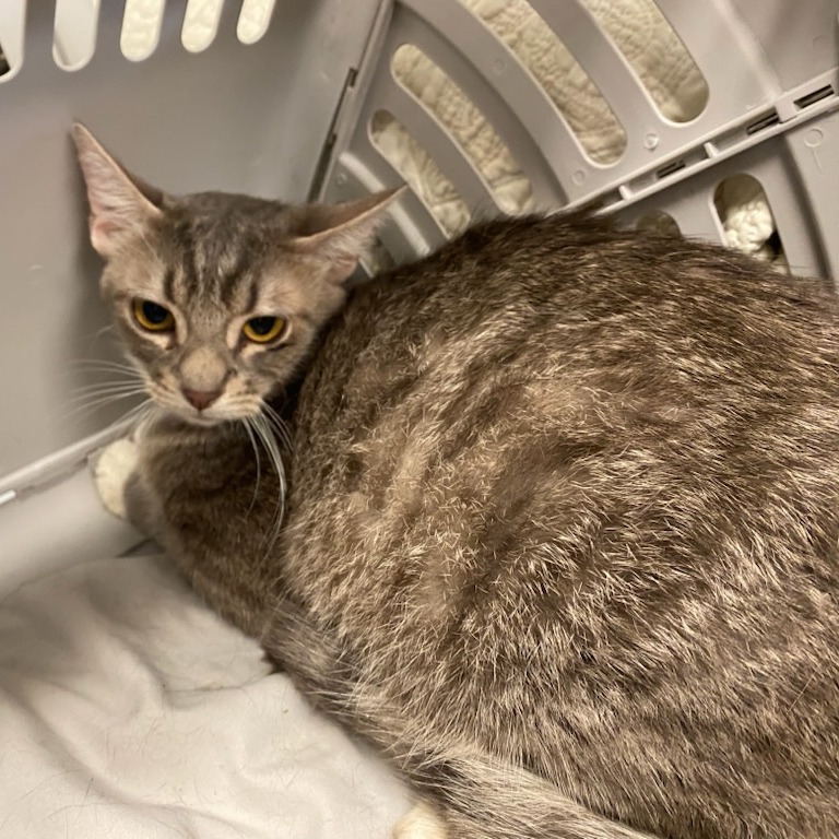 Shelter Stray Female Cat last seen , 2350 Appling City Cove, Memphis, TN 38133, USA
