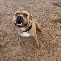 Shelter Stray Male Dog last seen , 1500 Idalia Rd NE, Bernalillo, NM 87004, USA