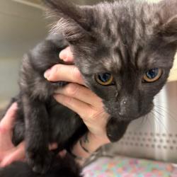 Shelter Stray Female Cat last seen , 3428 S Jenkins Ave, Norman, OK 73072, USA