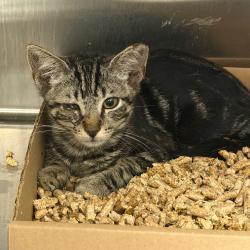 Shelter Stray Male Cat last seen , Animal Care & Control Team of Philly, 111 W Hunting Park Ave, Philadelphia, PA 19140, USA