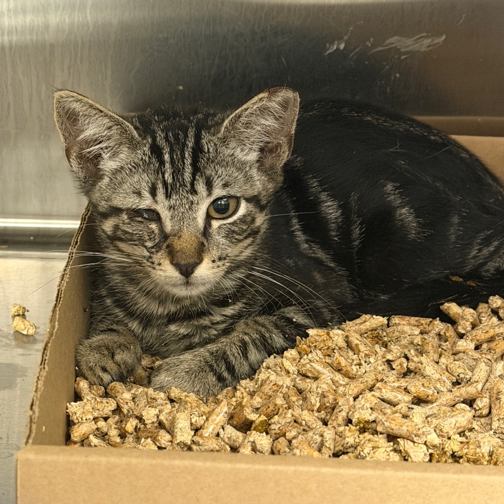 Shelter Stray Male Cat last seen , Animal Care & Control Team of Philly, 111 W Hunting Park Ave, Philadelphia, PA 19140, USA