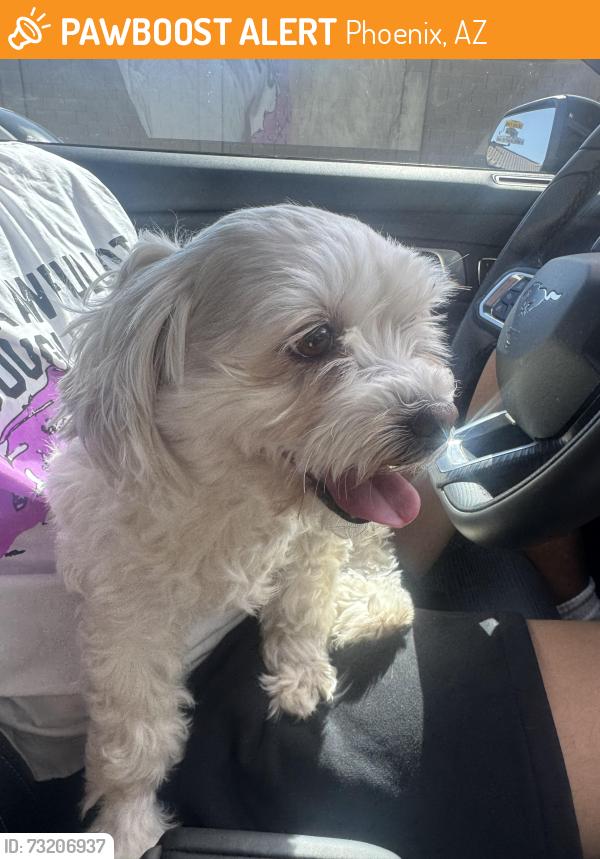 Found/Stray Female Dog last seen Near w vernon ave, Phoenix, AZ 85037