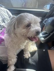 Found/Stray Female Dog last seen Near w vernon ave, Phoenix, AZ 85037