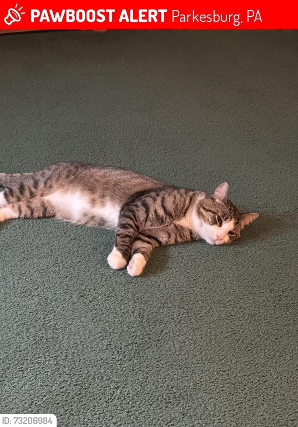 Lost Male Cat last seen Lenover Road, Parkesburg, PA 19365