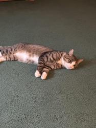 Lost Male Cat last seen Lenover Road, Parkesburg, PA 19365