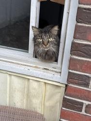 Reunited Female Cat last seen Hazelcrest and Dunn road by the Hazelcrest cndmnium., Hazelwood, MO 63042