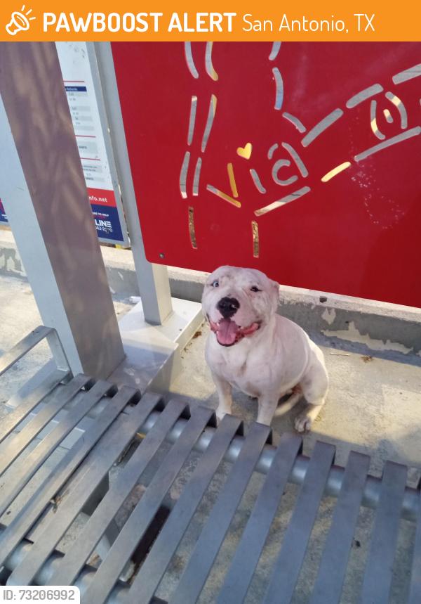 Found/Stray Unknown Dog last seen culebra rd and zazamora street, San Antonio, TX 78201