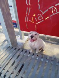Found/Stray Unknown Dog last seen culebra rd and zazamora street, San Antonio, TX 78201
