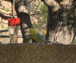 Found/Stray Unknown Bird last seen Paradise Hills and Calvert, Henderson, NV 89002