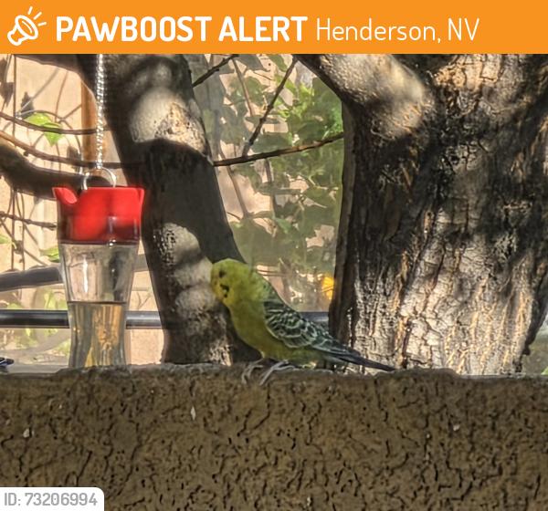 Found/Stray Unknown Bird last seen Paradise Hills and Calvert, Henderson, NV 89002