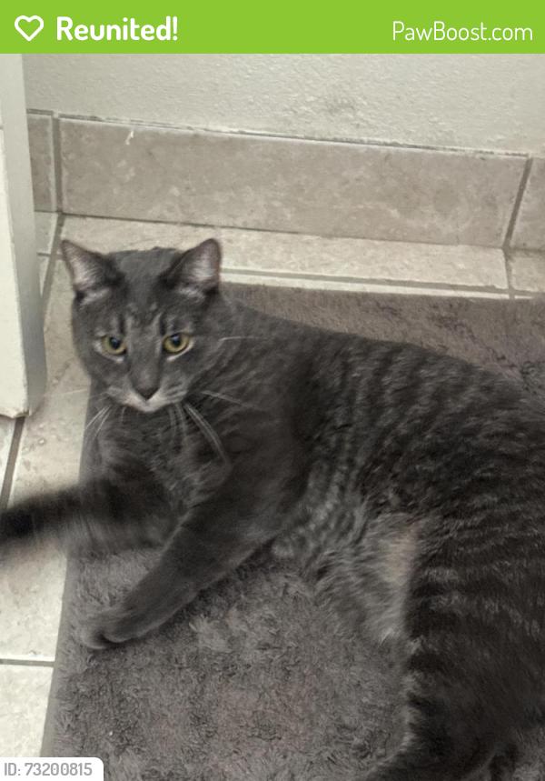 Reunited Male Cat last seen Estrella Ave by Orange and Polk Ave, San Diego, CA 92105