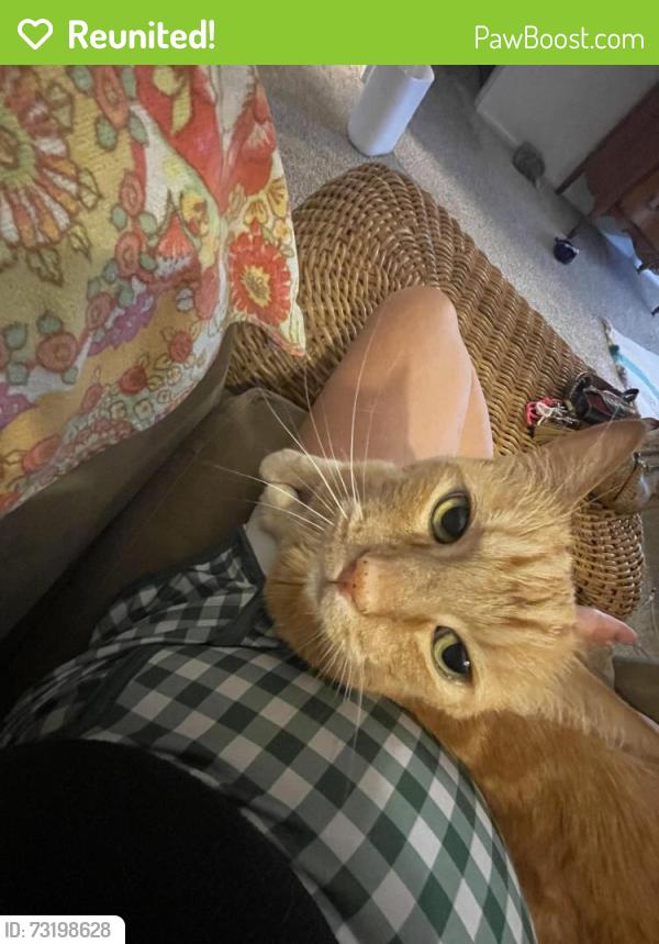 Reunited Male Cat last seen Bushard, Huntington Beach, CA 92646