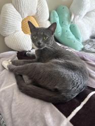 Reunited Female Cat last seen Fern Reservoir Park, Upland, CA 91786