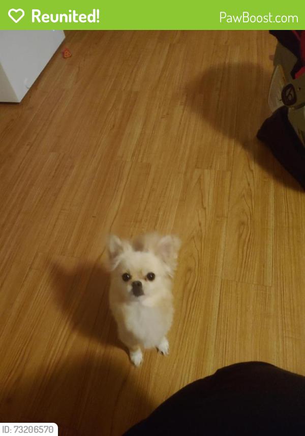 Reunited Female Dog last seen Near Meadow Oaks Dr, Haltom City, TX 76117, USA, Haltom City, TX 76117