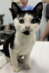 Shelter Stray Male Cat last seen , 593 Fairview Ave N, St Paul, MN 55104, USA
