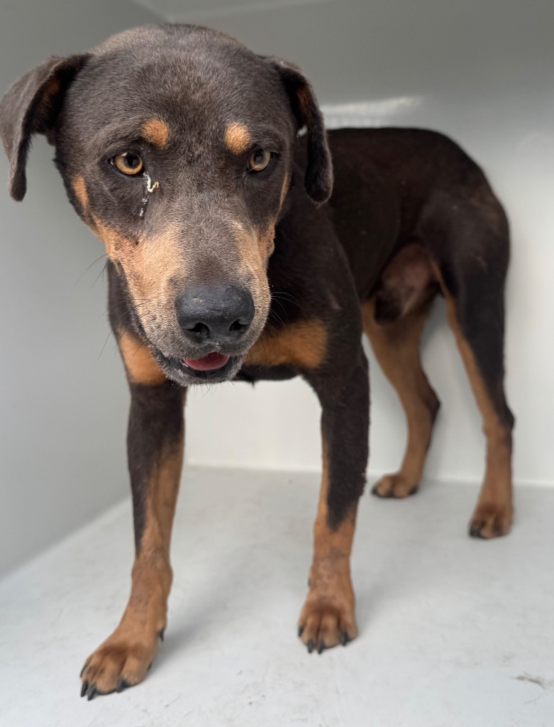 Shelter Stray Male Dog last seen Midwest City, 8485 E Reno Ave, Midwest City, OK 73110, USA