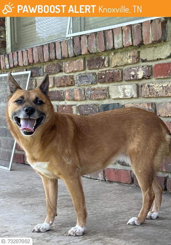 Found/Stray Unknown Dog last seen Winchester dr, Knoxville, TN 37919