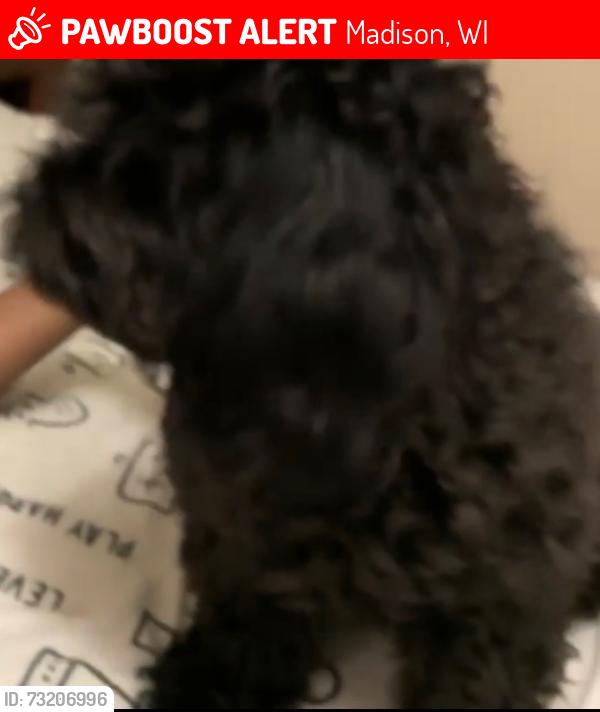 Lost Female Dog last seen Near West Washington Ave, Madison, WI 53715