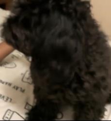 Lost Female Dog last seen Near West Washington Ave, Madison, WI 53715
