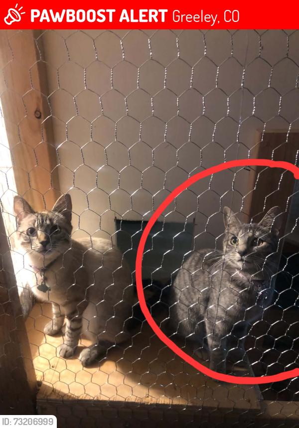 Lost Female Cat last seen Holliday village mobile home parking lot 17th ave Greeley,co 80631, Greeley, CO 80631