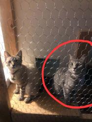 Lost Female Cat last seen Holliday village mobile home parking lot 17th ave Greeley,co 80631, Greeley, CO 80631