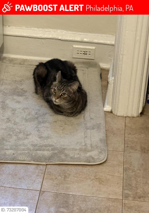 Lost Male Cat last seen Pine and St Marks st, Philadelphia, PA 19104