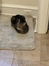 Lost Male Cat last seen Pine and St Marks st, Philadelphia, PA 19104