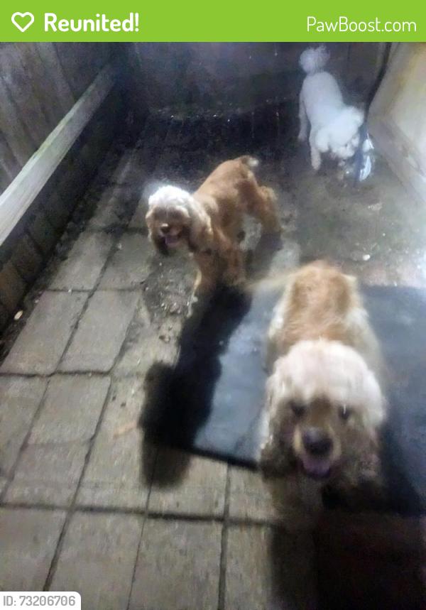 Reunited Male Dog last seen Creekway/Meadowcreek, Missouri City, TX 77459