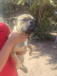 Reunited Male Dog last seen Willow Ct, Hesperia, CA 92345, USA, Hesperia, CA 92345