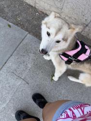 Reunited Female Dog last seen Oakmead dr or monument blvd, Concord, CA 94520