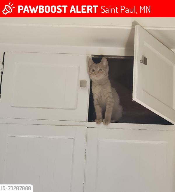 Lost Male Cat last seen Wild fish and chicken, east 7th st or cypress st, Saint Paul, MN 55106