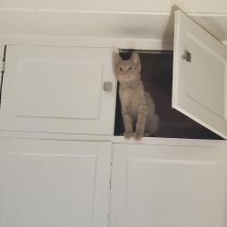 Lost Male Cat last seen Wild fish and chicken, east 7th st or cypress st, Saint Paul, MN 55106