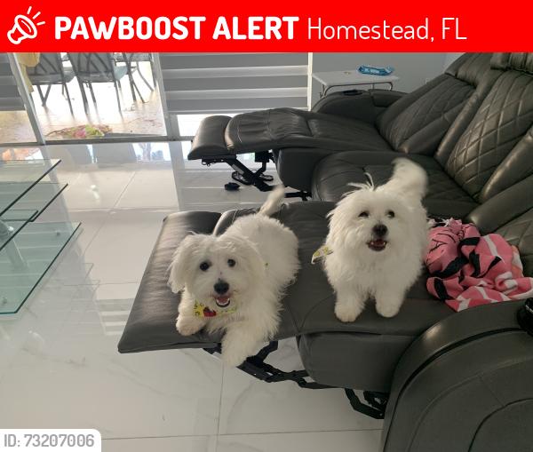 Lost Male Dog last seen Near sw 108th Pl 33032, Homestead, FL 33032